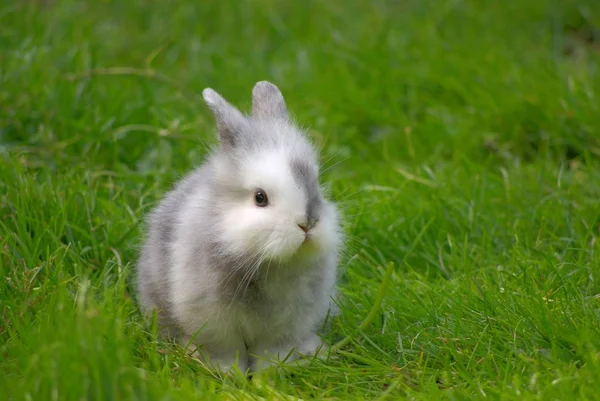 Animales Jóvenes Enfoque Selectivo — Foto de Stock