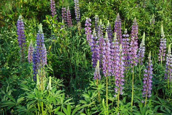 Blommande Lupin Ängsflora — Stockfoto