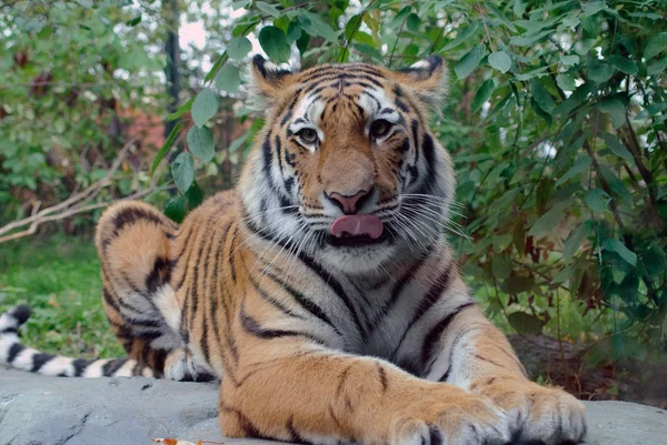 Мощный Хищник Дикий Кот Полосатый Тигр — стоковое фото