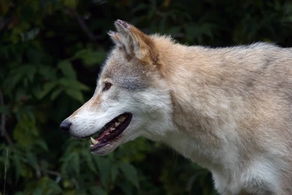 Vista Panorámica Del Lobo Salvaje Naturaleza —  Fotos de Stock