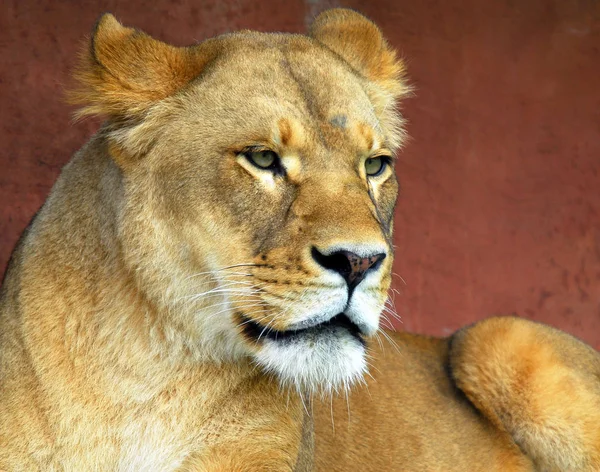 Lejon Rovdjur Vildkatt — Stockfoto