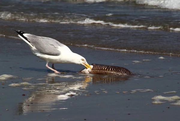 Scenic View Beautiful Seagull Birds Nature — Stock Photo, Image