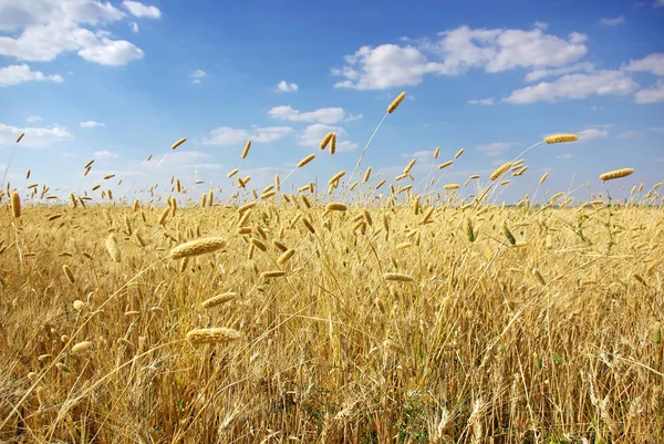 小麦の耳 シリアル製品 — ストック写真