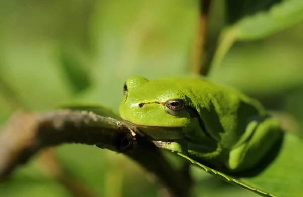 Zavřít Pohled Divokou Žábu — Stock fotografie