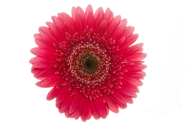 Gerbera Bloemblaadjes Flora — Stockfoto