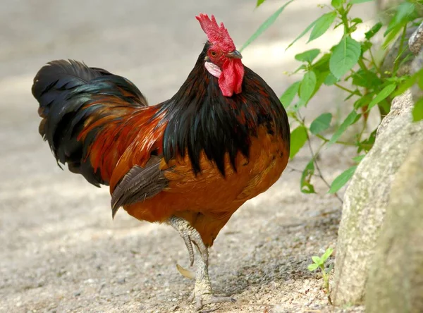 Doğadaki Güzel Kuşun Manzarası — Stok fotoğraf