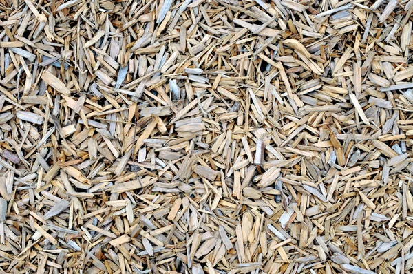 野生の米粒のヒープ — ストック写真
