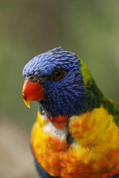 Closeup Uma Cabeça Pálida Allfarbloris — Fotografia de Stock