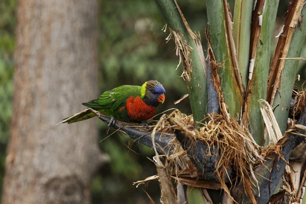 Australský Duhový Lorikeet — Stock fotografie