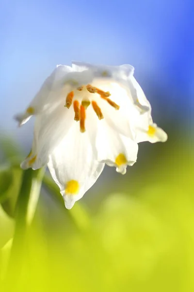 눈송이 식물상 — 스톡 사진