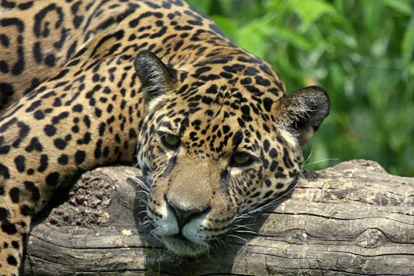 Jaguar Caçador Gato Grande Animal Selvagem — Fotografia de Stock