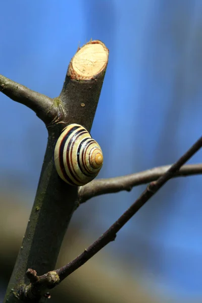 Caracol Descascado Gastropé Animal — Fotografia de Stock