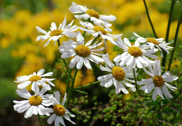 Vue Panoramique Belles Fleurs Marguerite — Photo