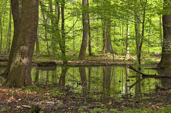 Dikke Boom Natte Lente Bos — Stockfoto