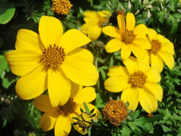 Bauschöne Botanische Aufnahme Natürliche Tapete — Stockfoto