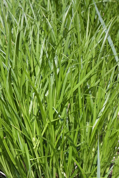 Grass Flora Plant Nature — Stock Photo, Image