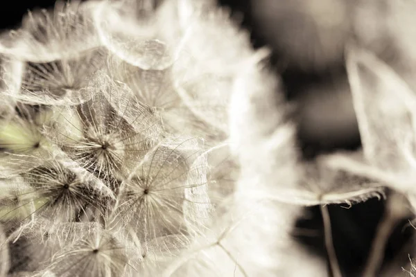 Schöne Botanische Aufnahme Natürliche Tapete — Stockfoto