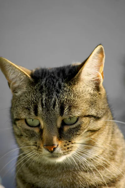 Pequeno Fofo Gato Com Uísques — Fotografia de Stock