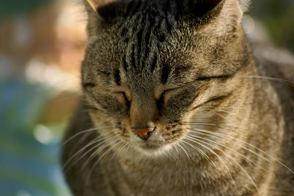 Piccolo Gatto Soffice Con Baffi — Foto Stock