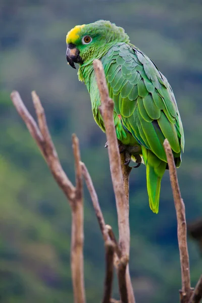 Papuga Zielona Costa Rica — Zdjęcie stockowe