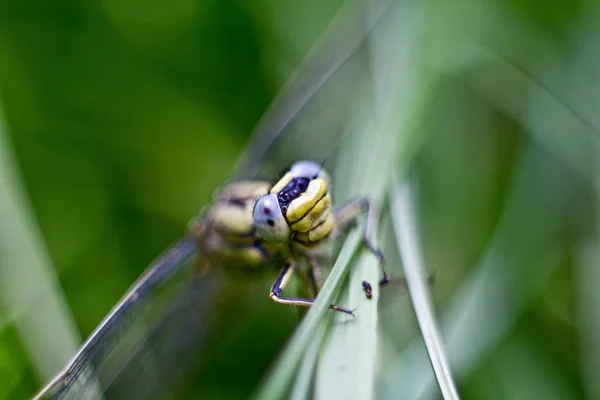 Natur Bugg Med Vingar Natur Insekt — Stockfoto