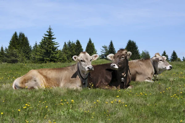 Cows Summer Pasture Mountains — Stock Photo, Image