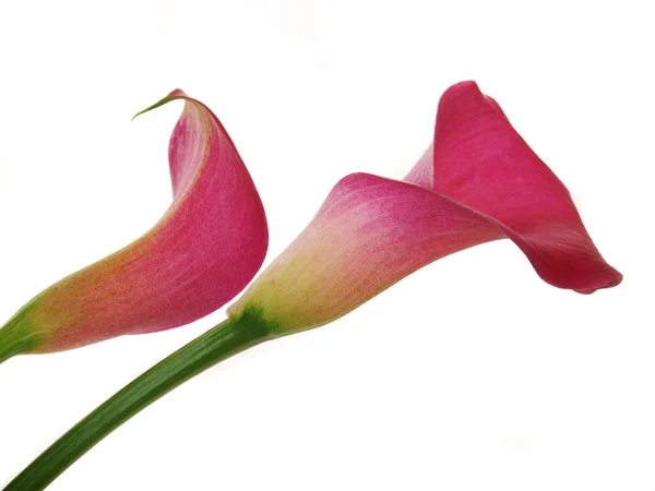 Κοντινή Θέα Του Όμορφου Λουλουδιού Κρίνου — Φωτογραφία Αρχείου