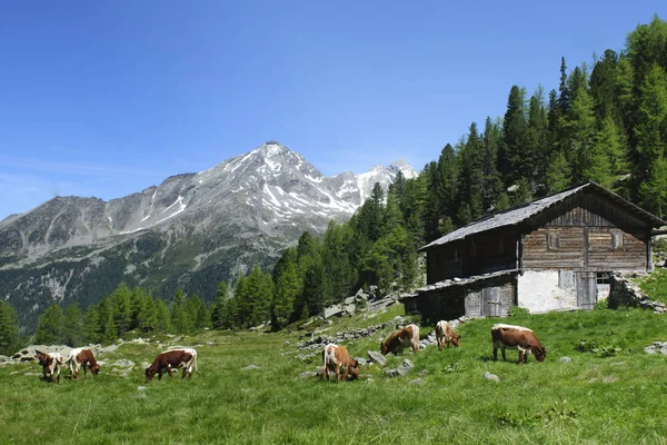 Südtirol Italien Eine Oase Den Italienischen Alpen — Stockfoto