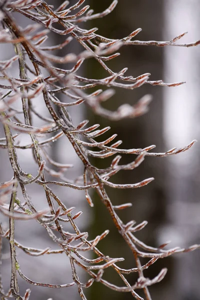 Gałęzie Brzozy Śniegu — Zdjęcie stockowe