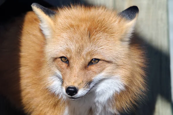 Red Fox Animal Nature Fauna Royalty Free Stock Images