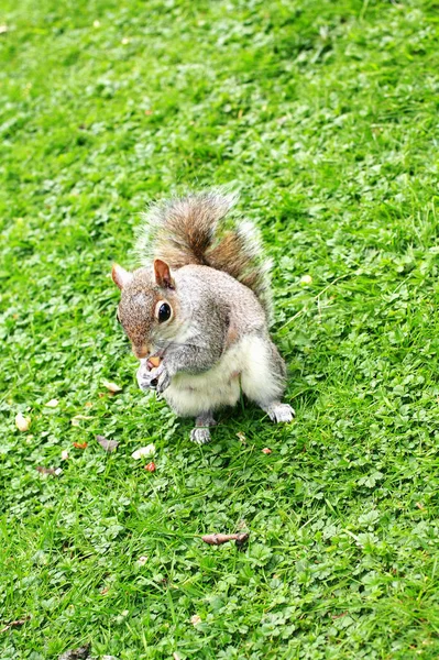 Squirrel Animal Fluffy Rodent Stock Image
