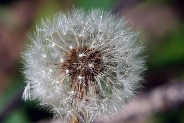 Vacker Utsikt Över Naturliga Maskros Blomma — Stockfoto