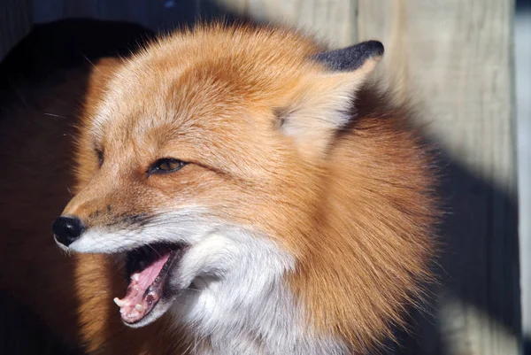 Rode Vos Dier Natuur Fauna — Stockfoto