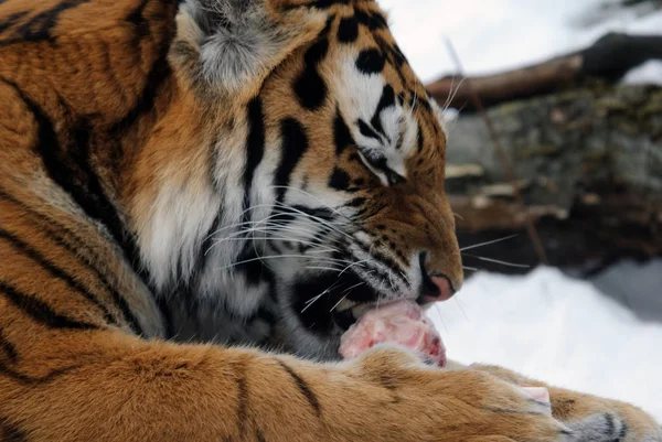 Kraftfull Rovdjur Vildkatt Randig Tiger Djur — Stockfoto
