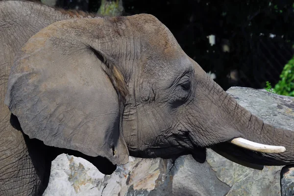 Mamífero Africano Animal Herbívoro Elefante — Foto de Stock