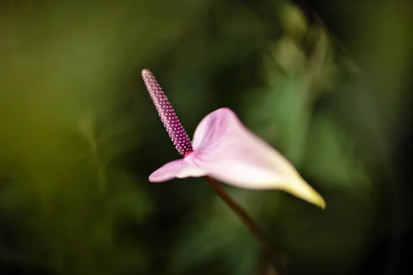 아름다운 꽃들의 — 스톡 사진