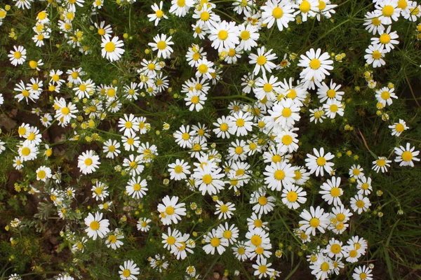 美しい花 花のコンセプトの背景 — ストック写真