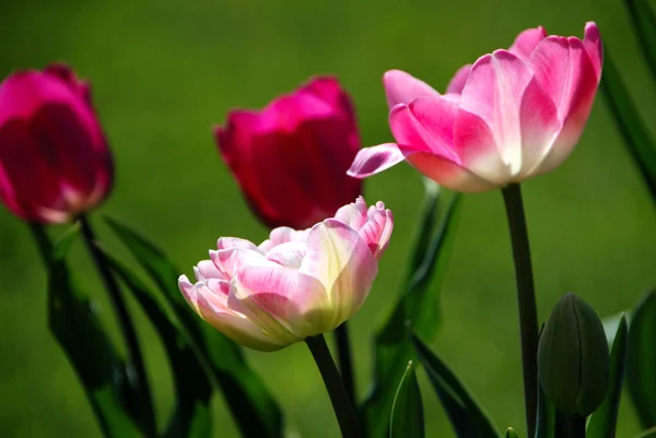 Fleurs Tulipes Pétales Flore Printanière — Photo