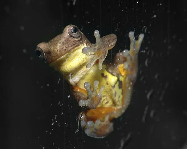 Лягушка Амфибия Жаба — стоковое фото