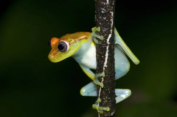 Rana Animal Anfibio Ensalada — Foto de Stock