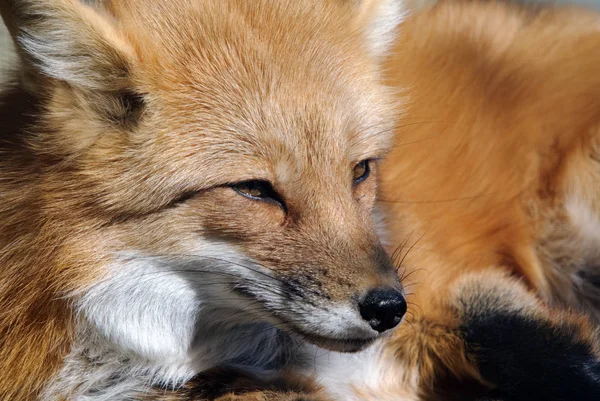 Rode Vos Dier Natuur Fauna — Stockfoto