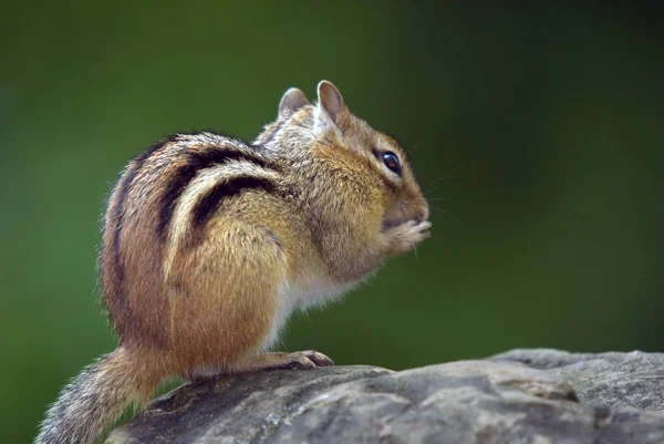 Gros Plan Animal Zoo — Photo