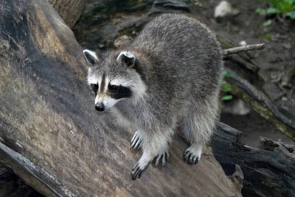 Raccoon Animal Fauna Mammal Procyonid Family — Stock Photo, Image