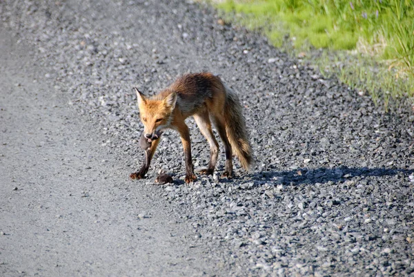 Renard Roux Animal Faune Naturelle — Photo