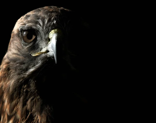 Vue Panoramique Bel Oiseau Nature — Photo