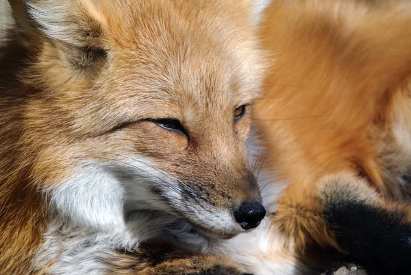 红狐动物 自然动物 — 图库照片