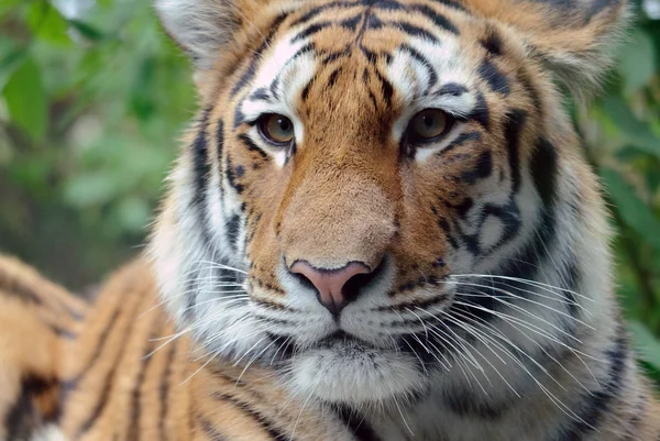 Erős Ragadozó Vadmacska Csíkos Tigris Állat — Stock Fotó