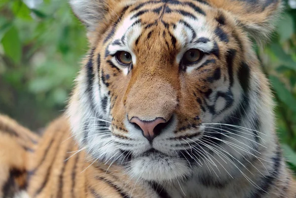 Poderoso Predador Wildcat Animal Tigre Listrado — Fotografia de Stock