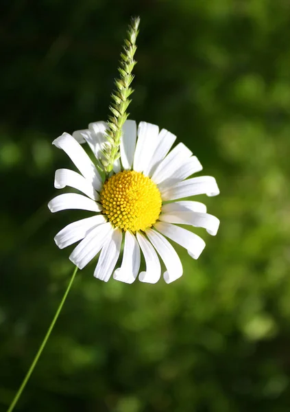 Daisy Full Bloom —  Fotos de Stock