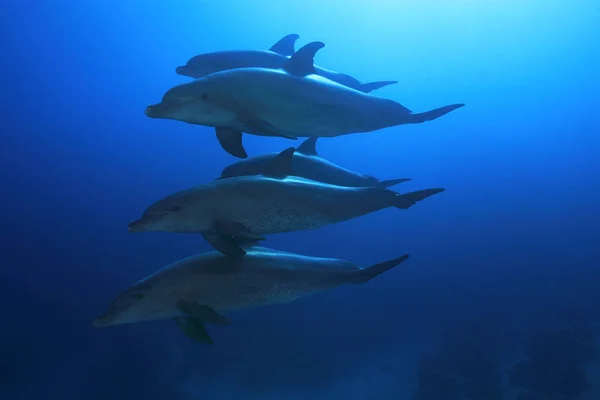 Delfines Peces Acuáticos Animales Marinos —  Fotos de Stock